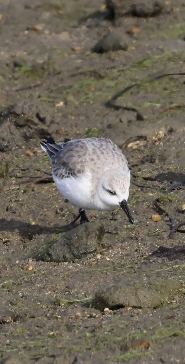 Ak Kumkuşu - ML646920084