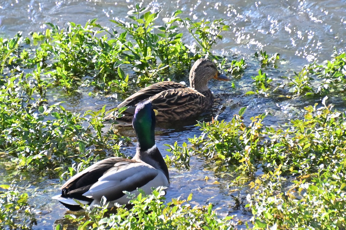 Кряква - ML646920085