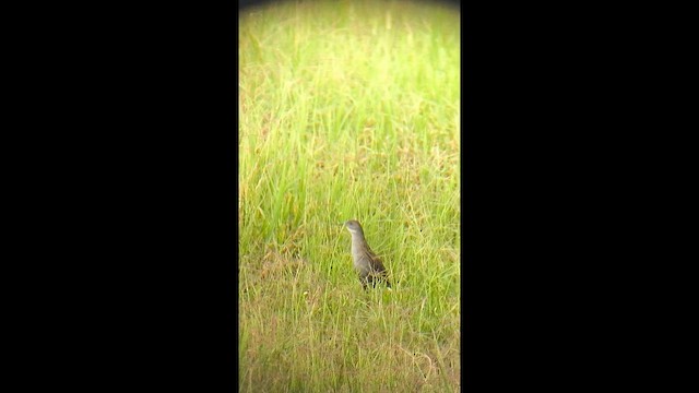 Ash-throated Crake - ML646920089
