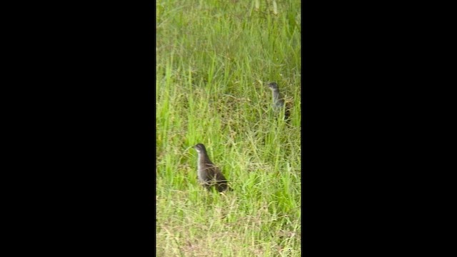 Ash-throated Crake - ML646920090