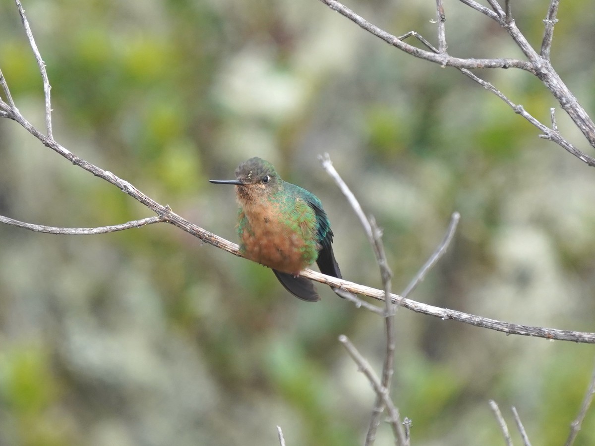 Great Sapphirewing - ML646920092