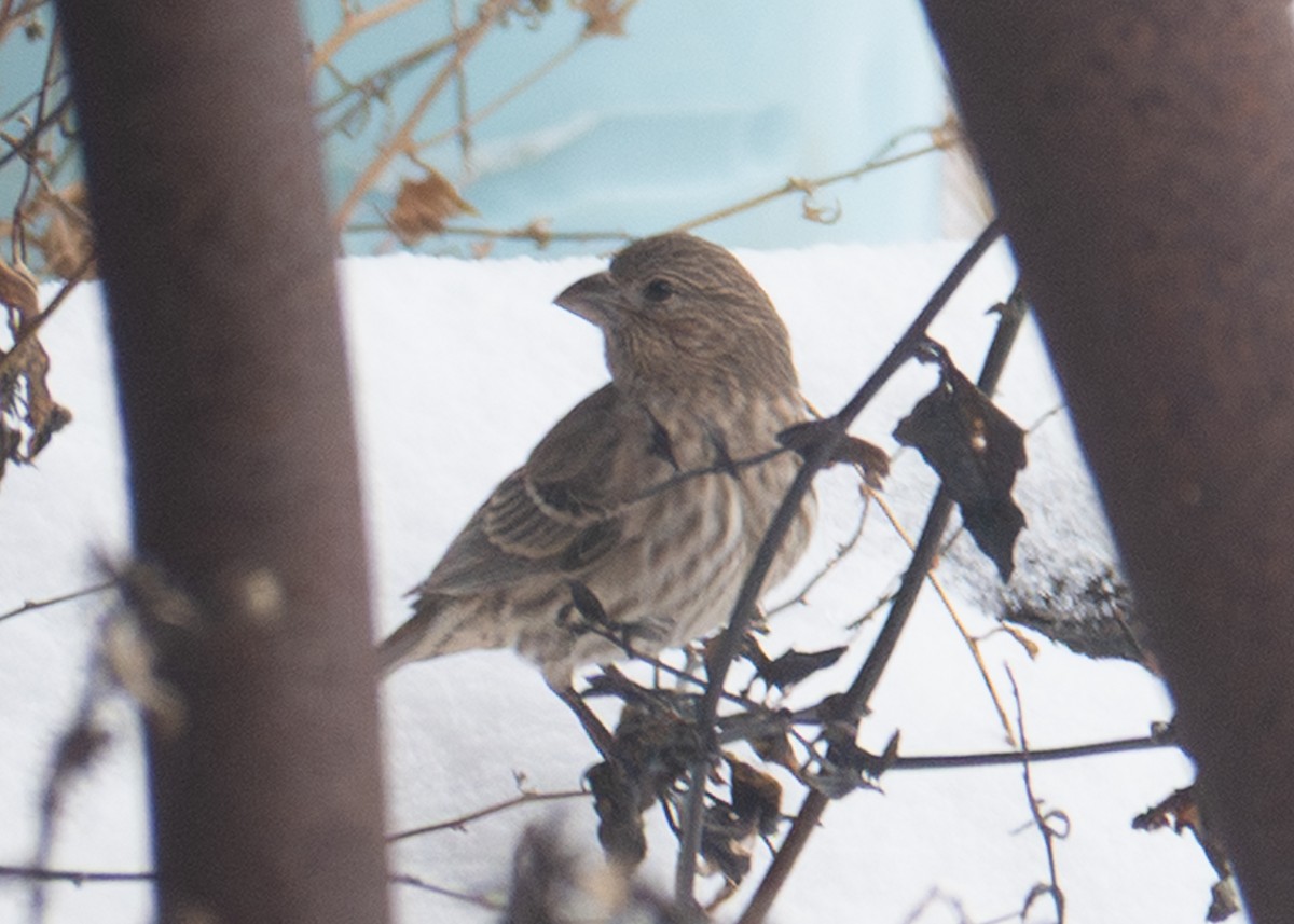 メキシコマシコ - ML646920095