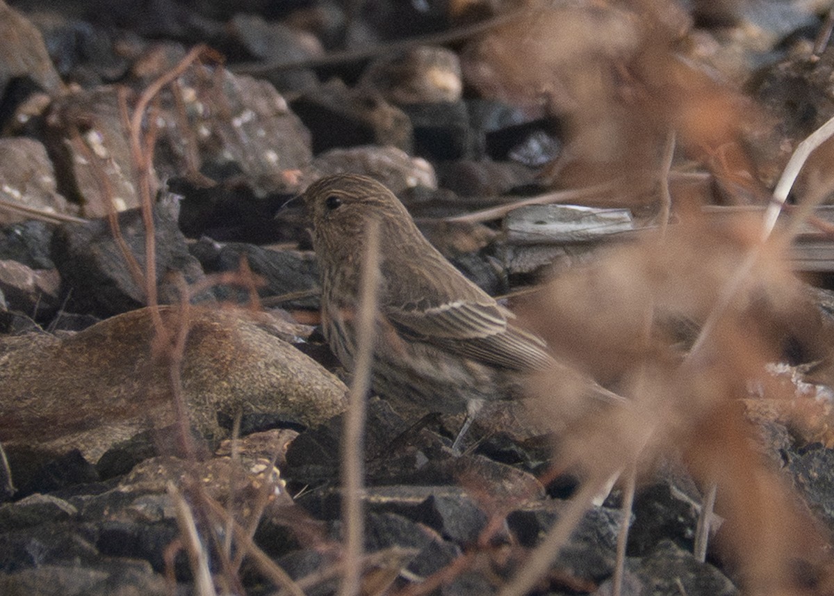 メキシコマシコ - ML646920096