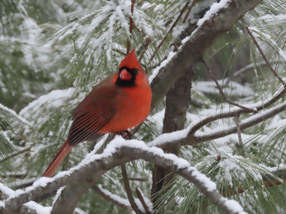 Кардинал червоний - ML646920098