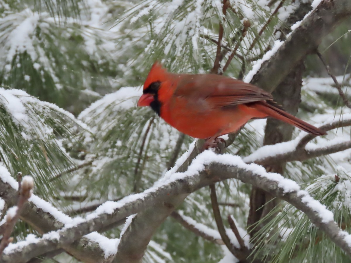 Кардинал червоний - ML646920099