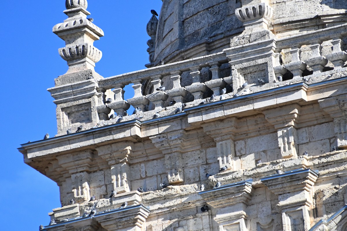 Сизый голубь (Одомашненного типа) - ML646920102