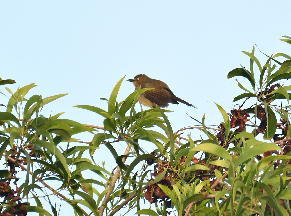 Sombre Greenbul - ML646920103