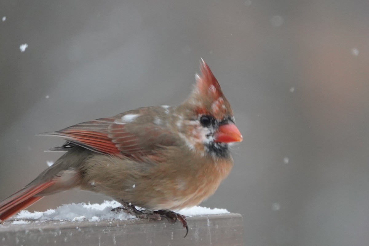 Northern Cardinal - ML646920104