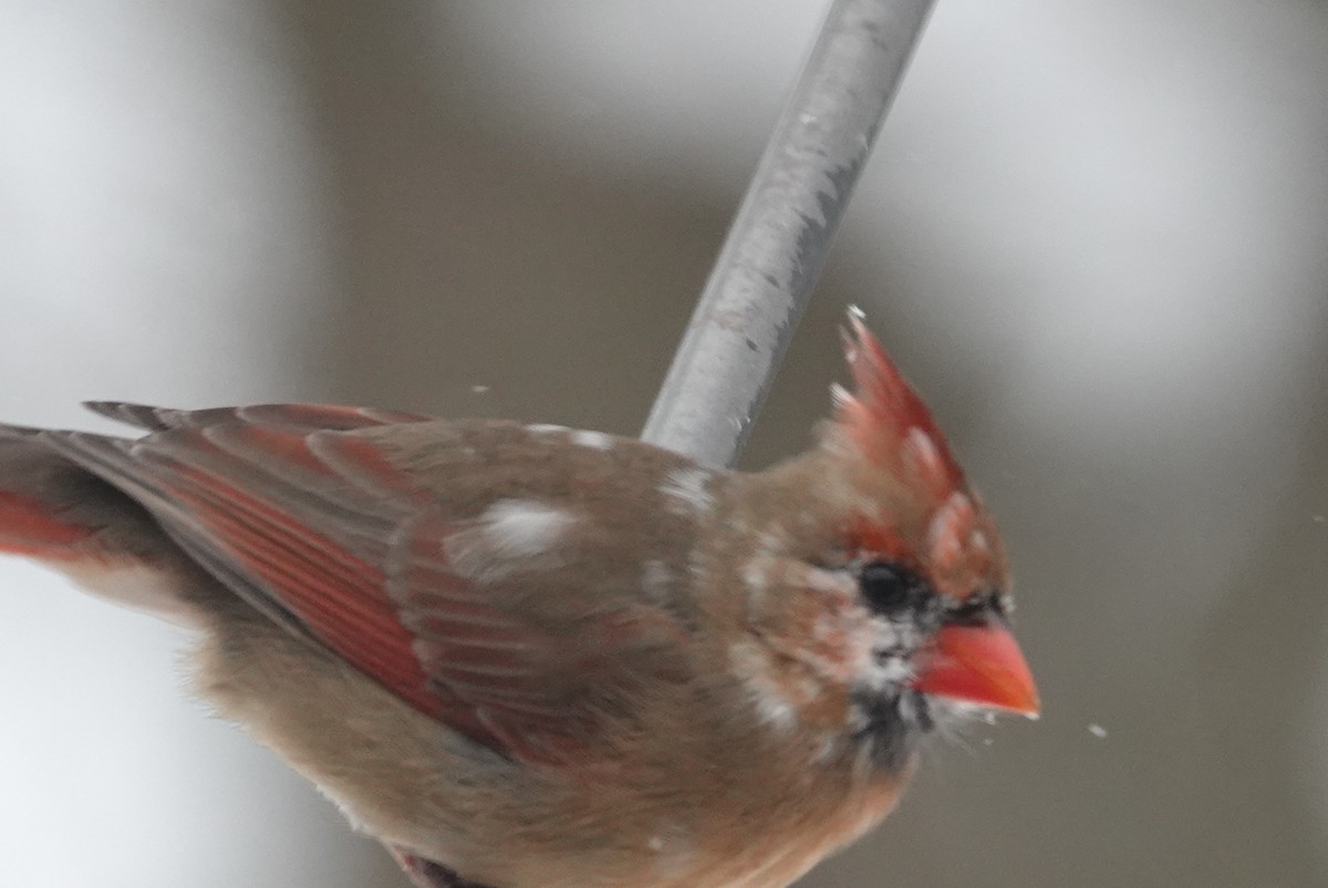 Northern Cardinal - ML646920106