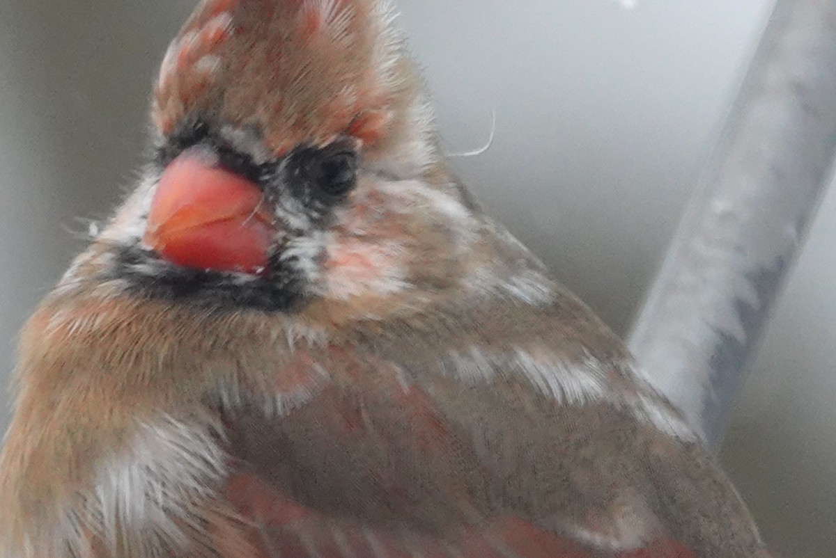 Northern Cardinal - ML646920107