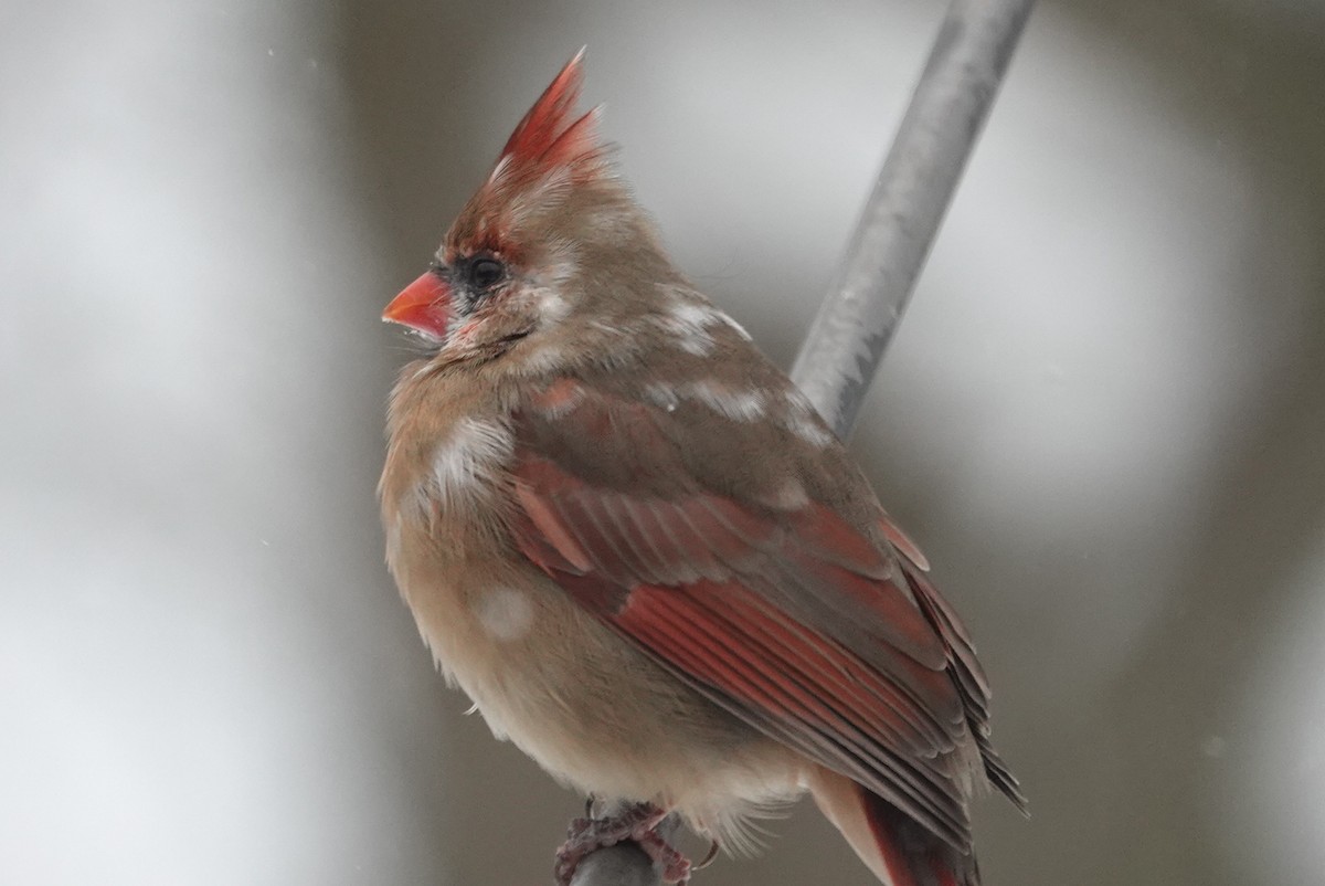 Northern Cardinal - ML646920108