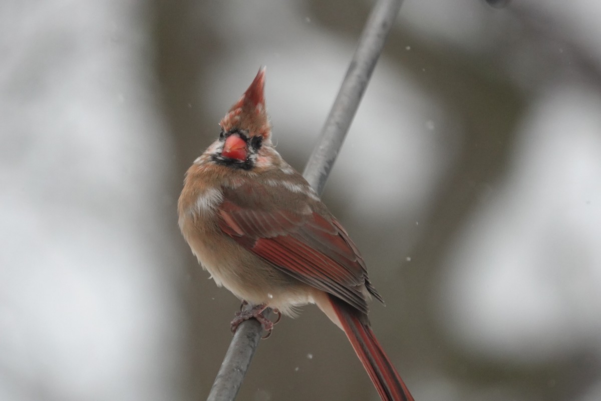 Northern Cardinal - ML646920109