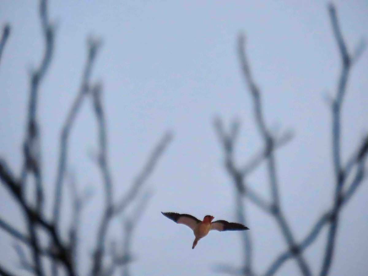 Egyptian Goose - ML646920112