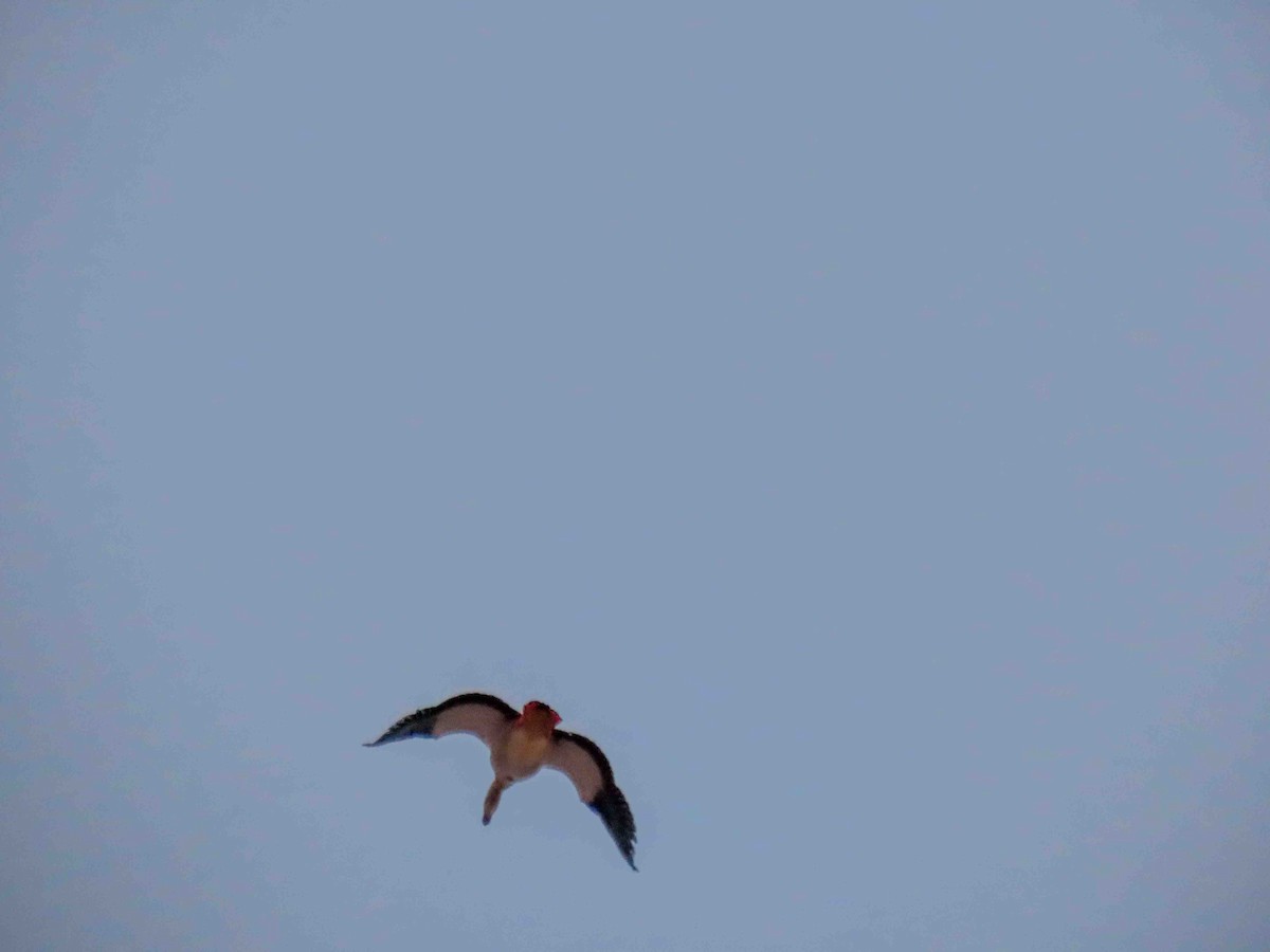 Egyptian Goose - ML646920113