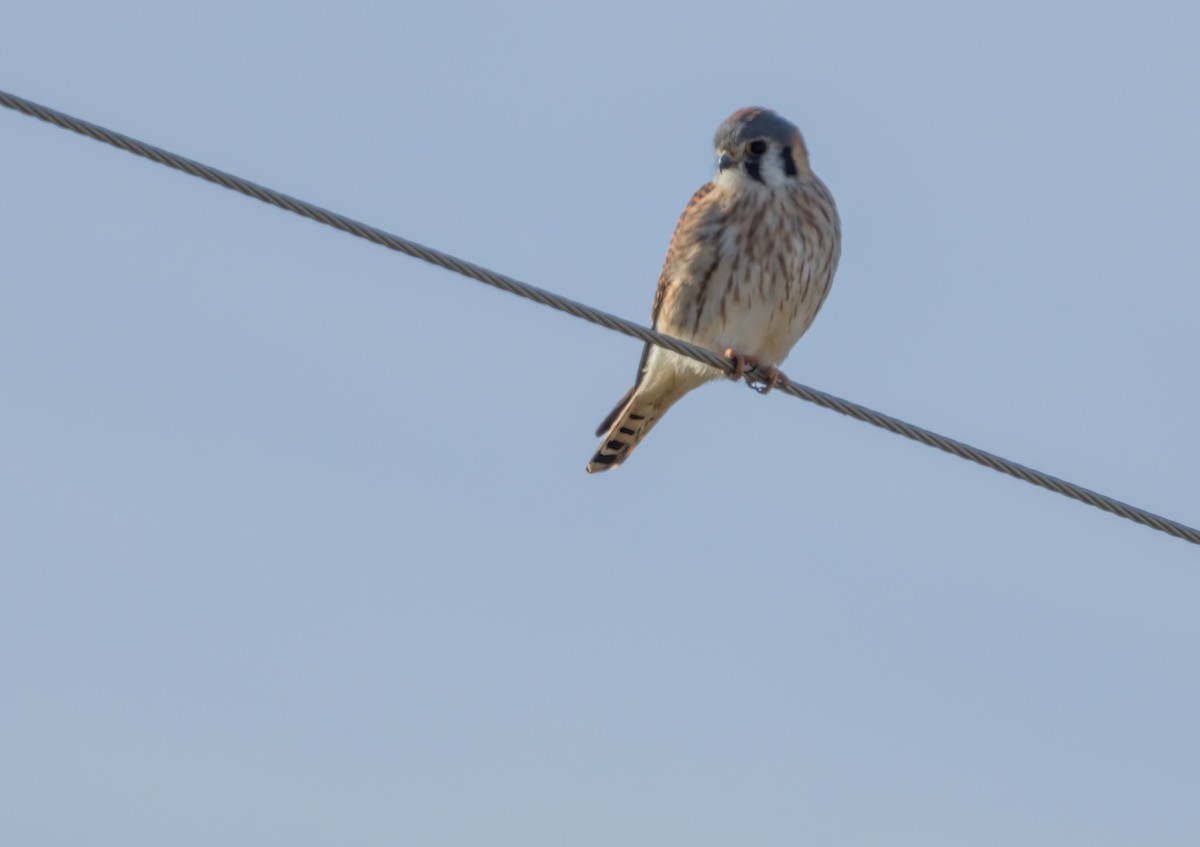 poštolka pestrá - ML646920114