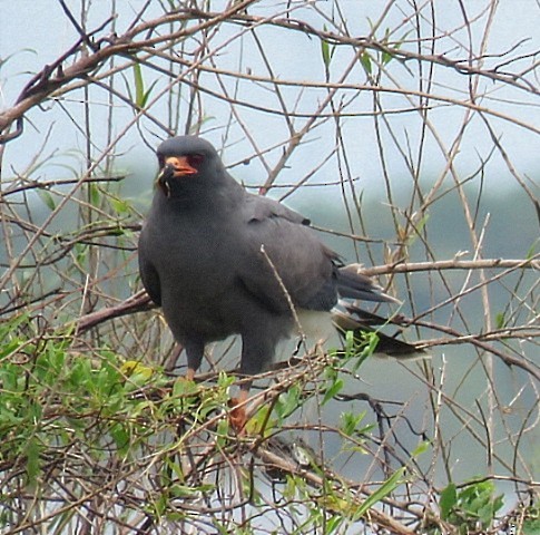 Snail Kite - ML646920115