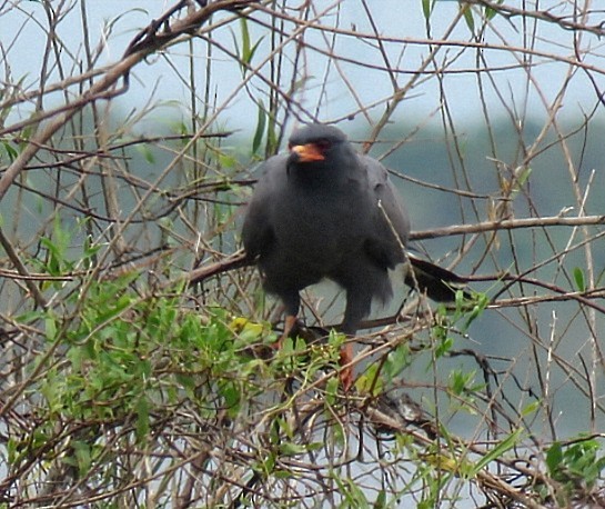 Snail Kite - ML646920116