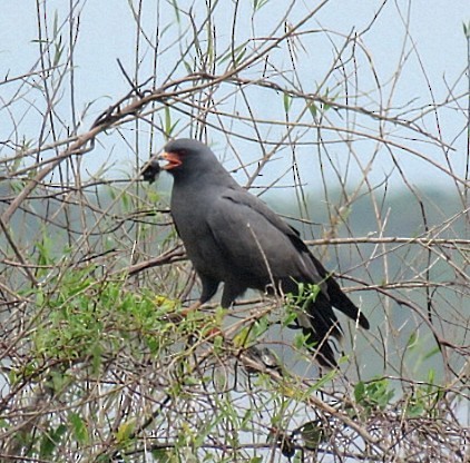Snail Kite - ML646920117