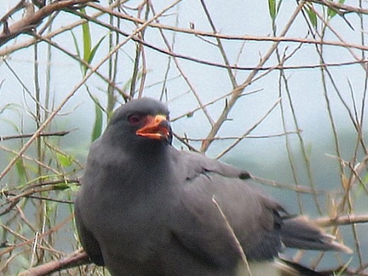Snail Kite - ML646920118