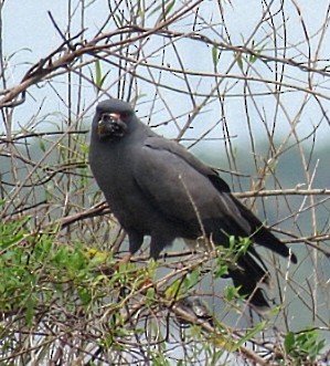 Snail Kite - ML646920119