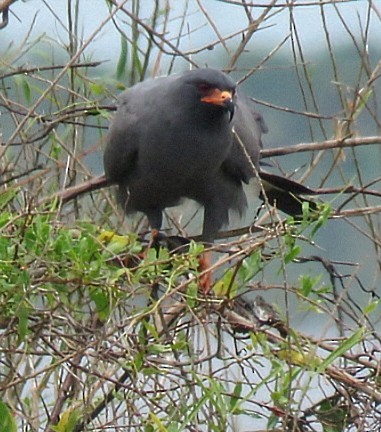 Snail Kite - ML646920120
