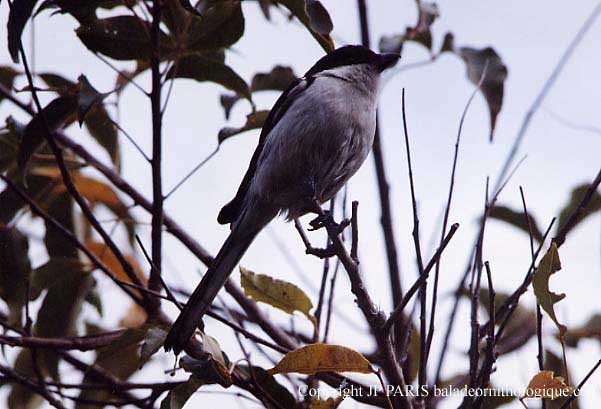 Pie-grièche fiscale - ML646920121