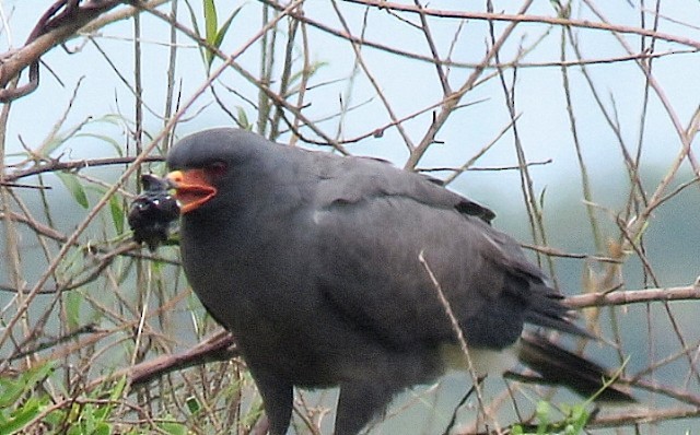 Snail Kite - ML646920122