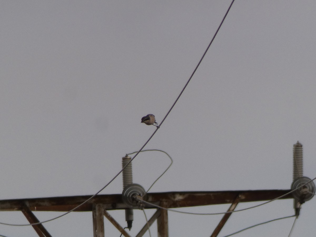 Iberian Gray Shrike - ML646920125