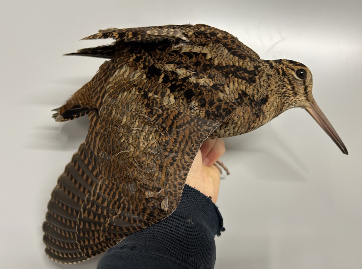 Eurasian Woodcock - ML646920127