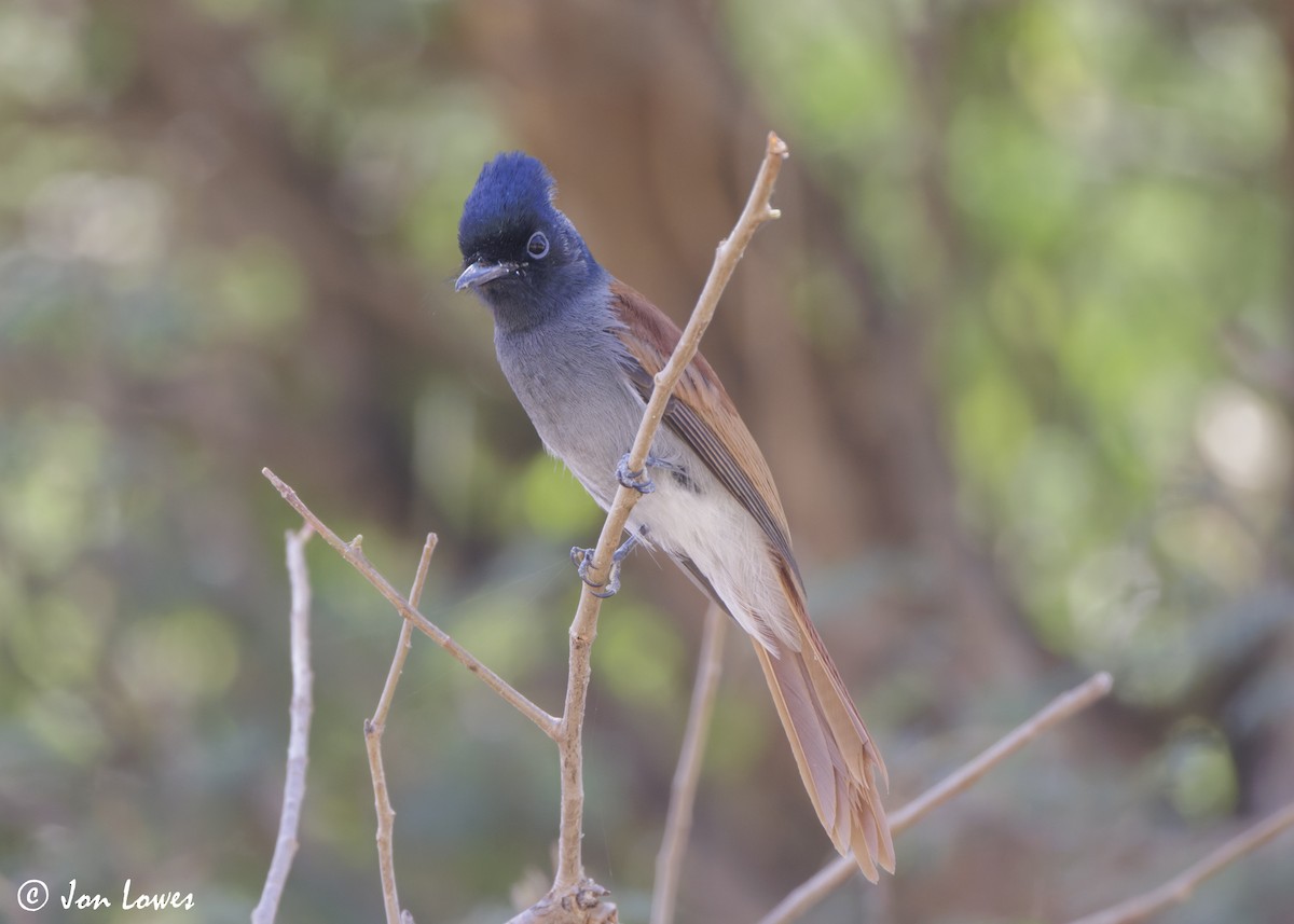 African Paradise-Flycatcher - ML646920130