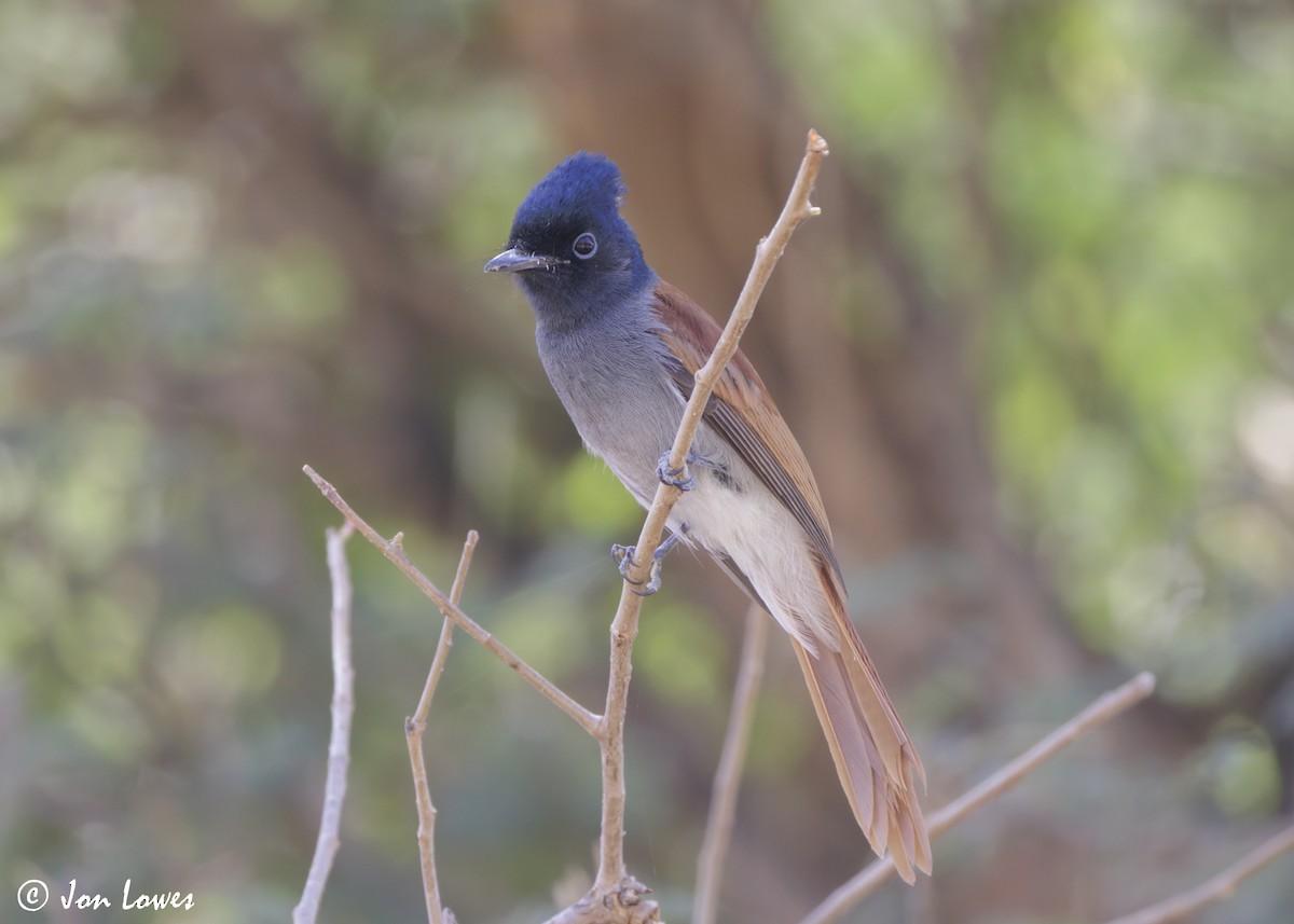 African Paradise-Flycatcher - ML646920131