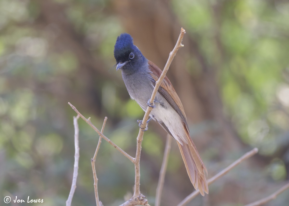 African Paradise-Flycatcher - ML646920132