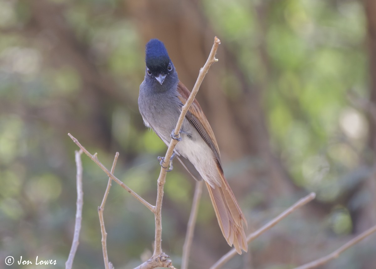African Paradise-Flycatcher - ML646920133