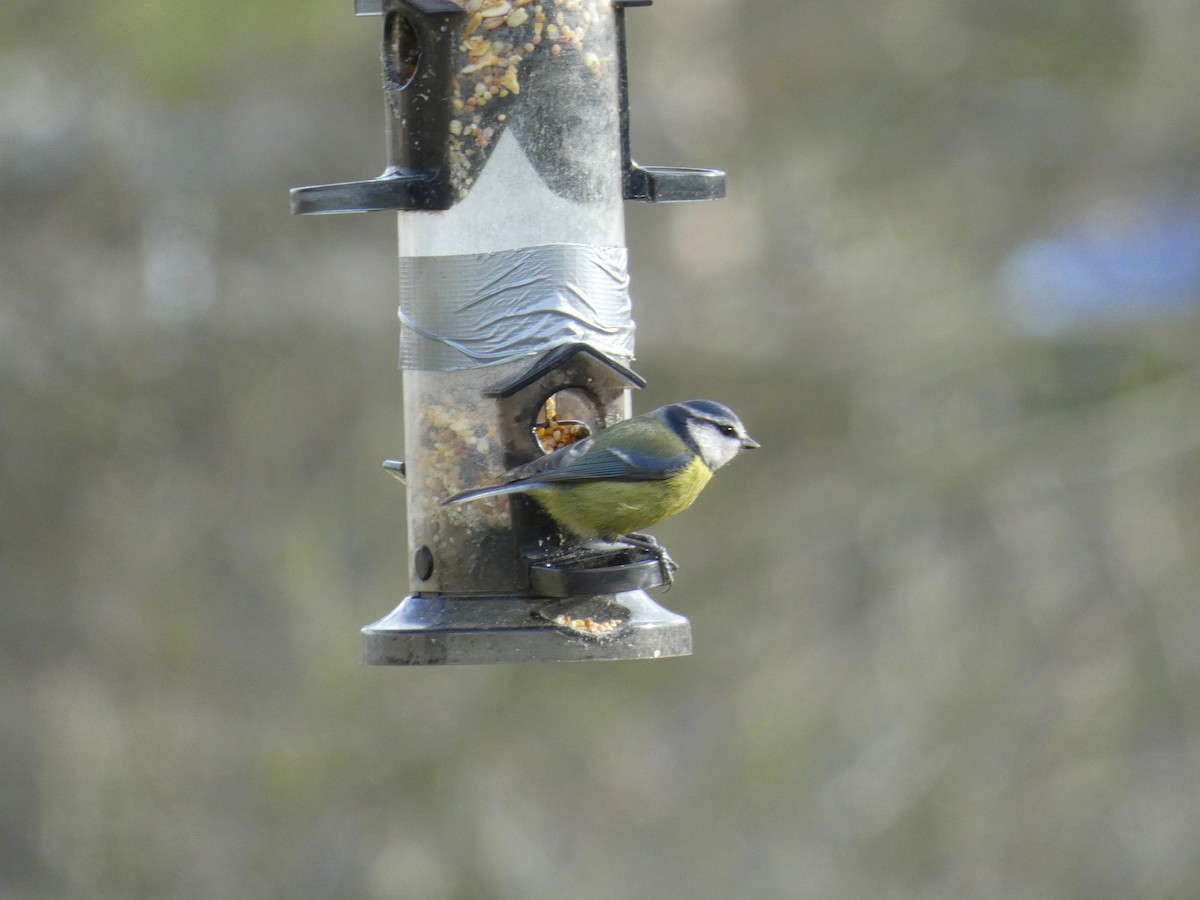 Eurasian Blue Tit - ML646920134