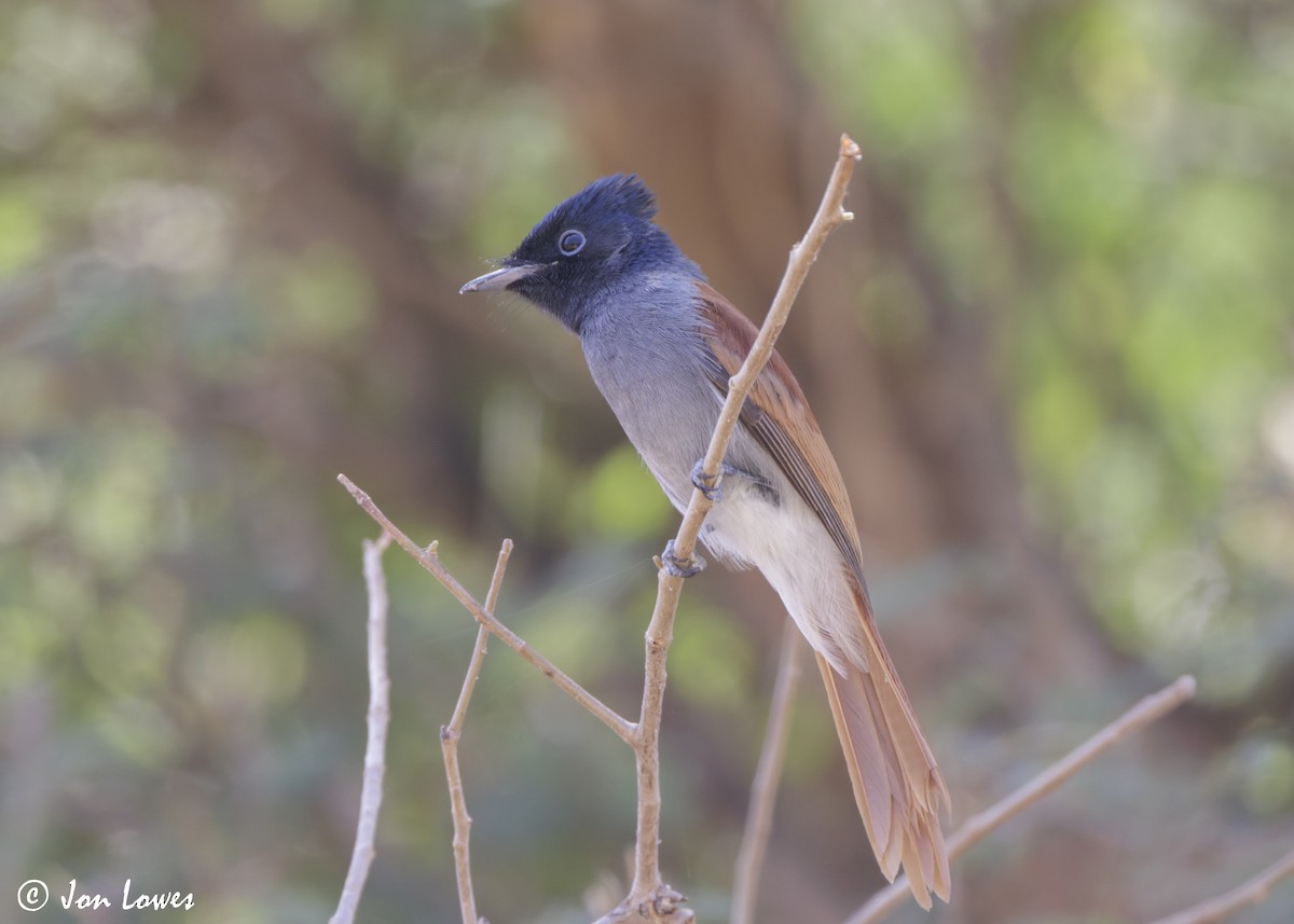 African Paradise-Flycatcher - ML646920135