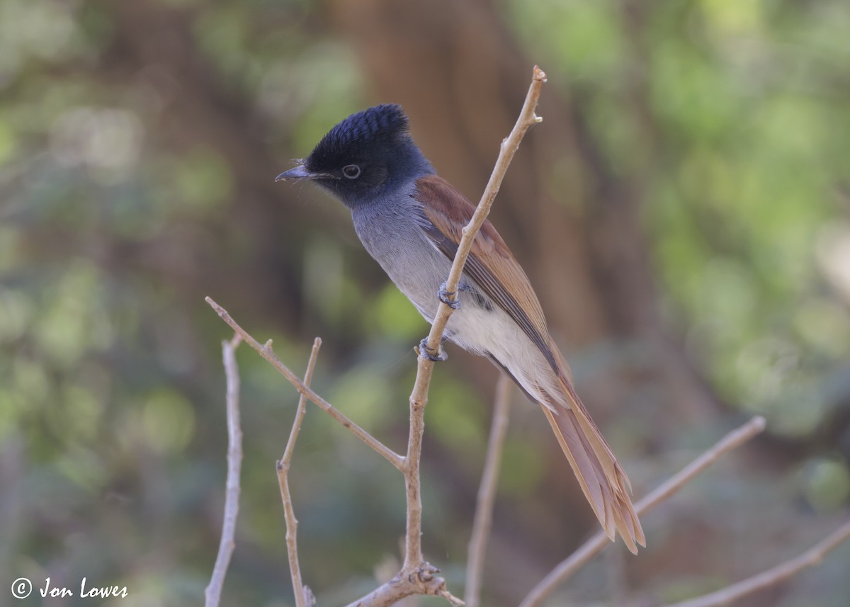 African Paradise-Flycatcher - ML646920136