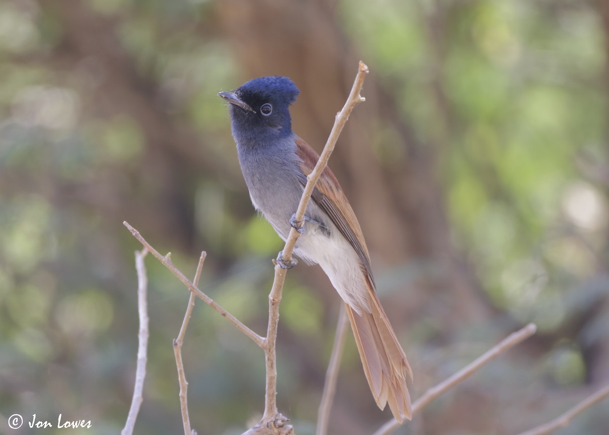 African Paradise-Flycatcher - ML646920137