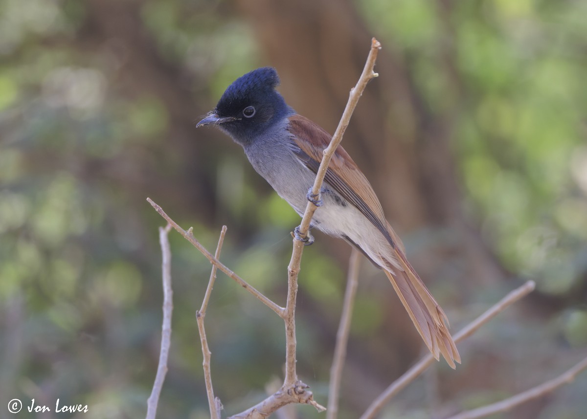 African Paradise-Flycatcher - ML646920138