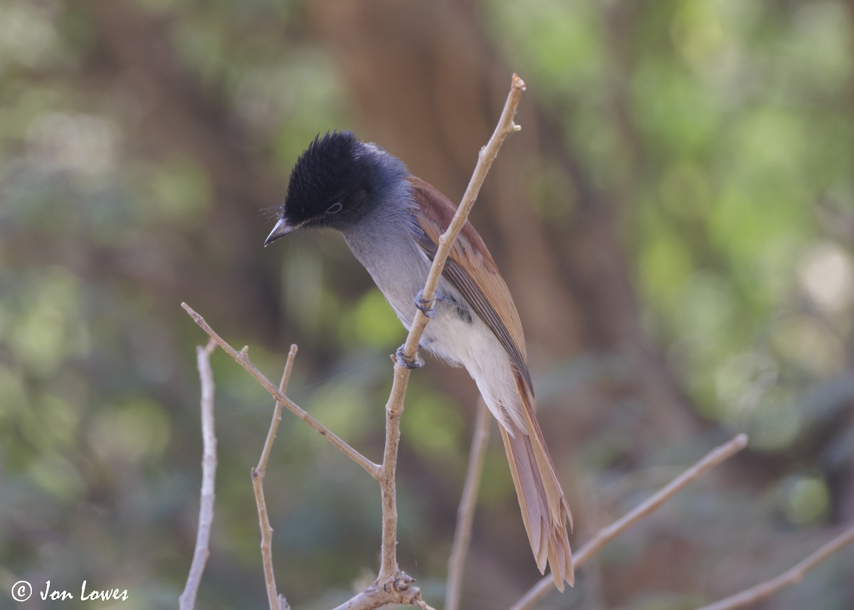 African Paradise-Flycatcher - ML646920139