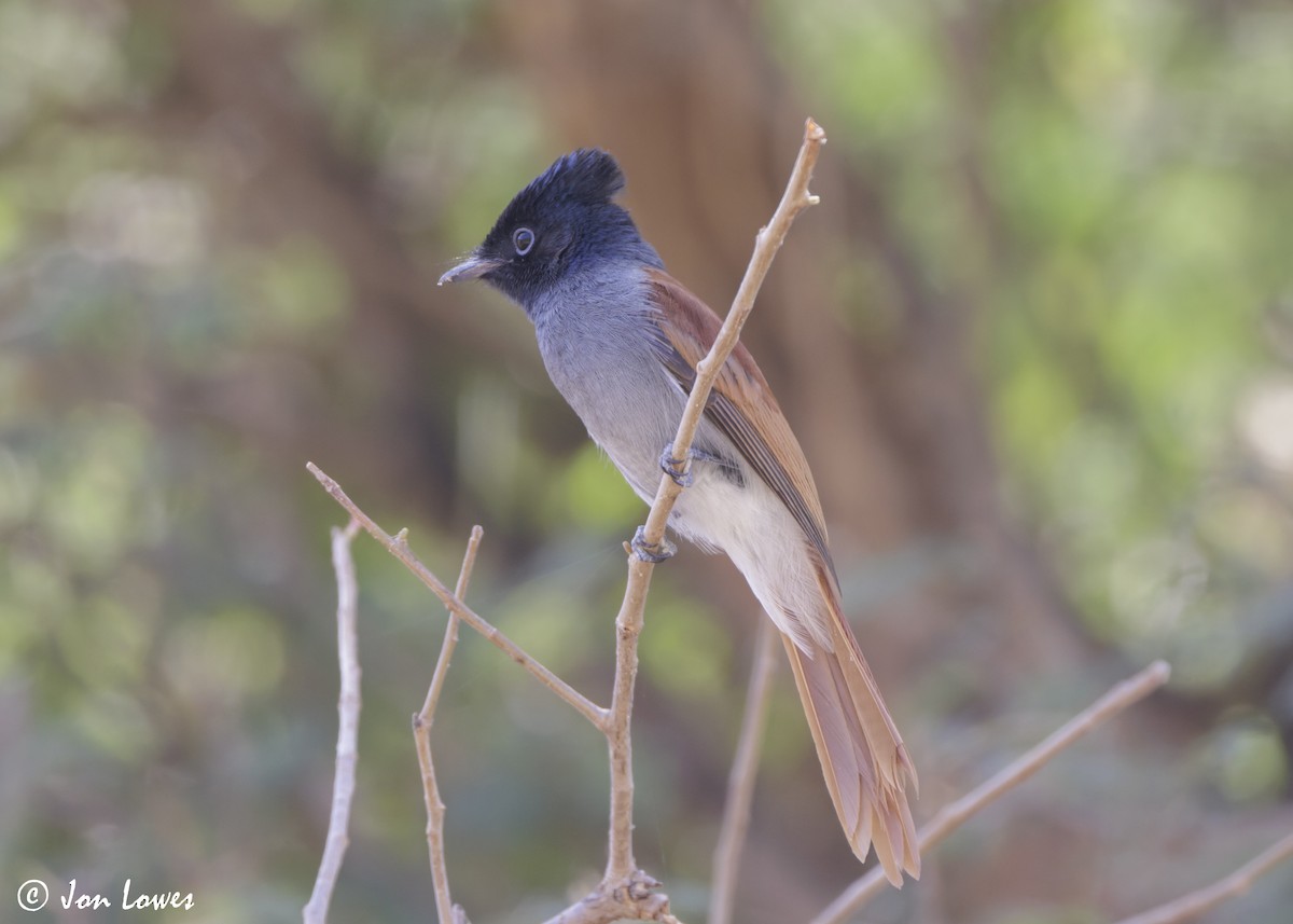 African Paradise-Flycatcher - ML646920140