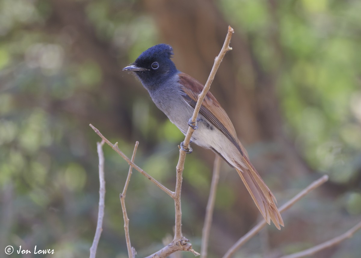African Paradise-Flycatcher - ML646920141
