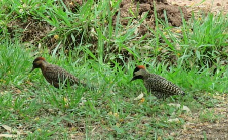 Green-barred Woodpecker - ML646920146