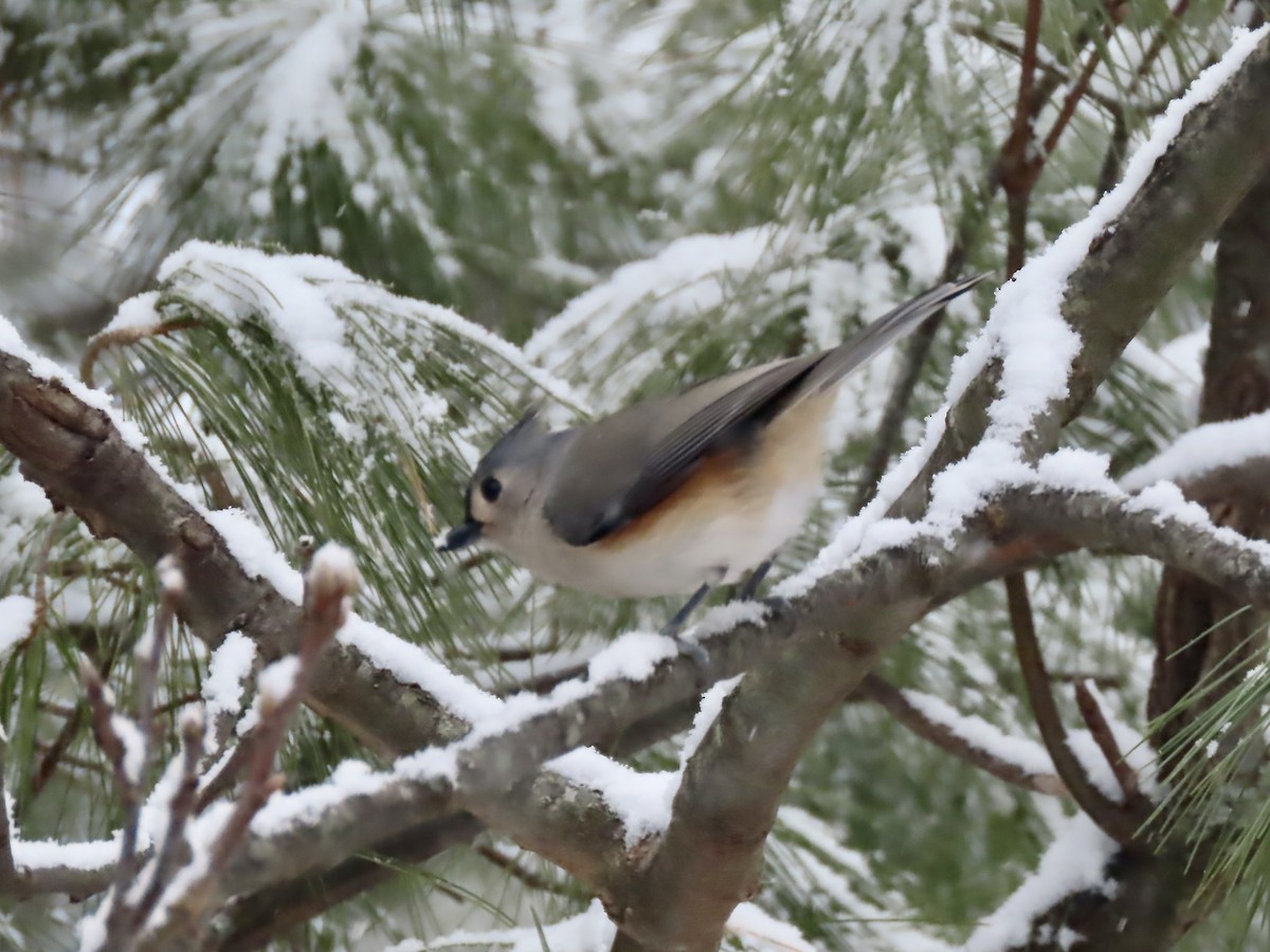 Синиця гострочуба - ML646920151