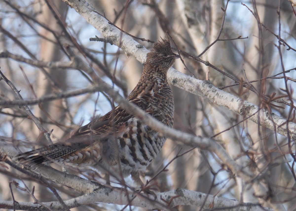 Ruffed Grouse - ML646920153