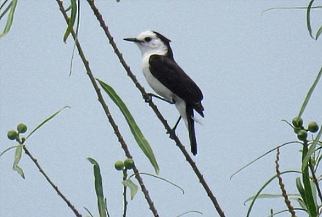 Black-backed Water-Tyrant - ML646920172