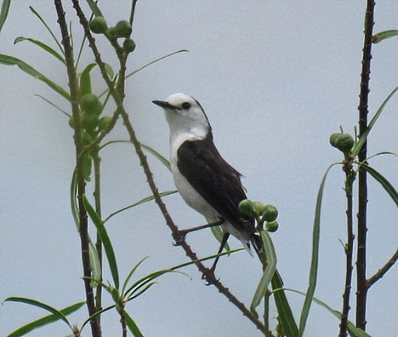 Black-backed Water-Tyrant - ML646920173
