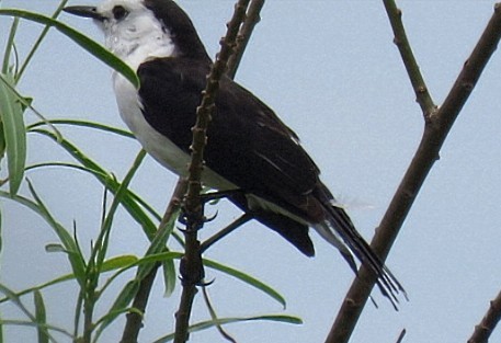 Black-backed Water-Tyrant - ML646920174