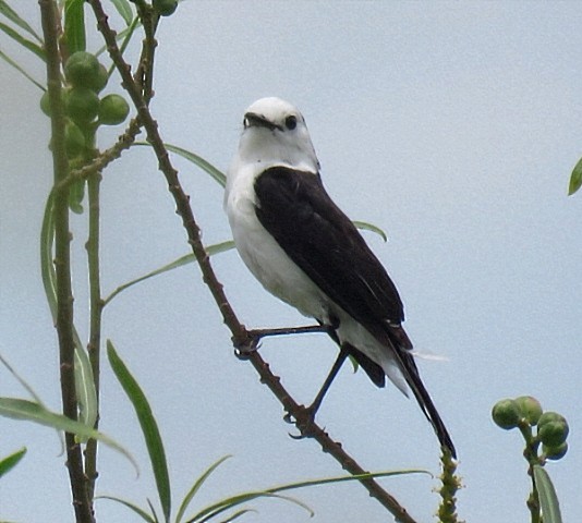 Black-backed Water-Tyrant - ML646920175