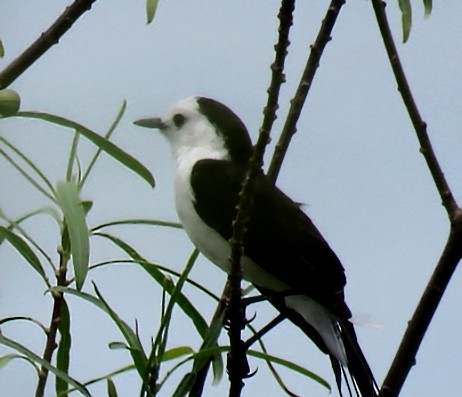 Black-backed Water-Tyrant - ML646920176
