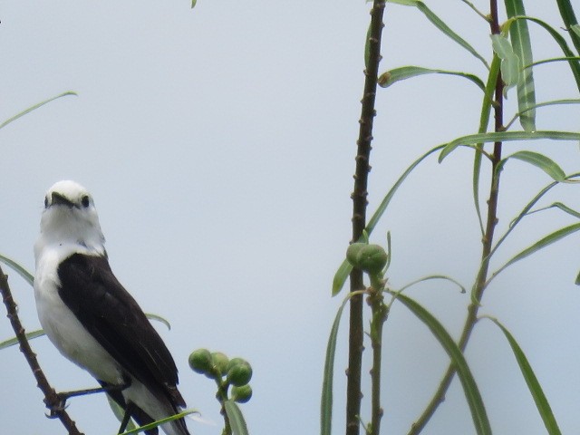 Black-backed Water-Tyrant - ML646920177